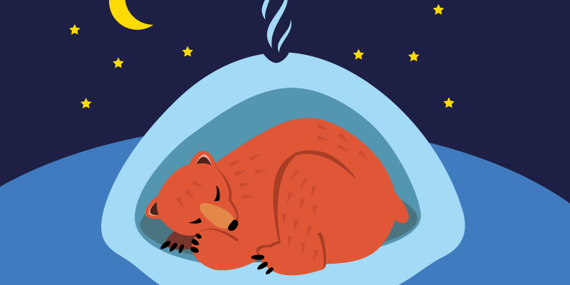 Bear Hibernating