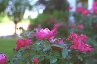 closeup of pink roses