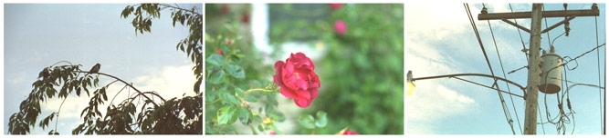 collage of roses and power lines