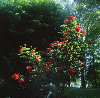 rose bush in bloom